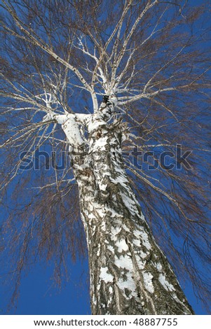 picture without birch leaves against the sky
