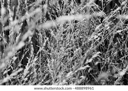 Abstract black and white nature photo.    
