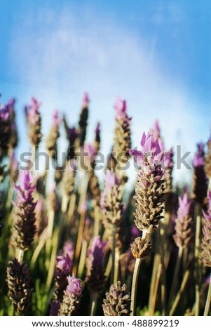 Lavender flowers 