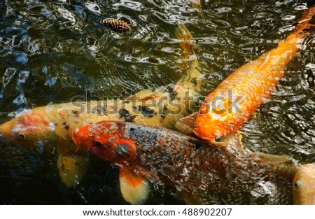 Colorful Koi fish in the pond. Abstract background.