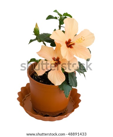 hibiscus in a flowerpot
