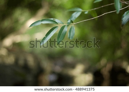 green leaf in forest.