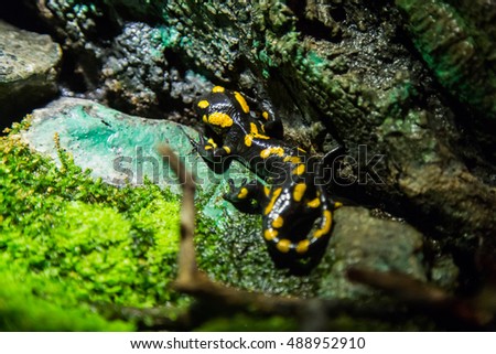 A black yellow spotted fire salamander. Fire Salamander in the nature