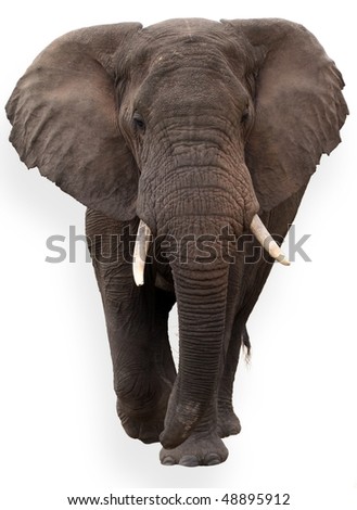 wild African elephant isolated on white background