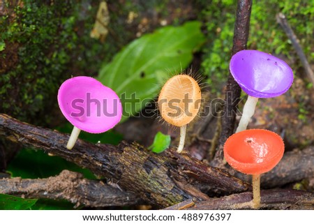 Amazing fungi cup are very colorful.