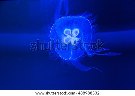 Moon jellyfish in the dark water. Glowing Blue Jellyfishes. Jellyfish or Jellies Are the Major Non-Polyp Form.