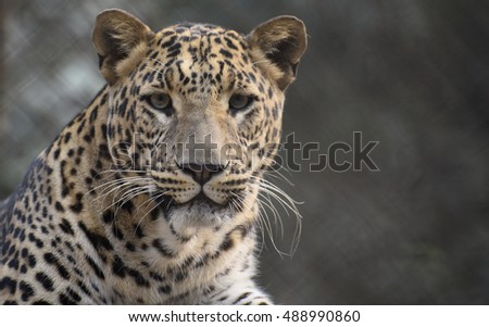 Eye contact with Leopard  