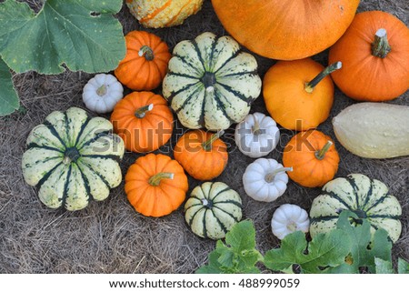 Autumn pumpkins on field. Fresh harvest