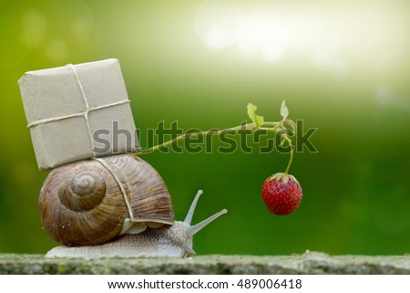 Snail-mail, snail with package on the snail shell, Express Royalty-Free Stock Photo #489006418