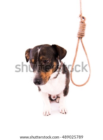 Jack Russell Terrier with a loop on a white background