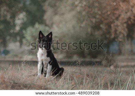 Border collie puppy. Dog on a Foggy Autumn Morning. Puppy training. Active dog outdoor. Pet in the park.