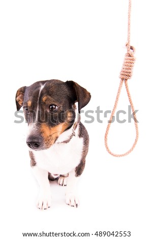 Jack Russell Terrier with a loop on a white background