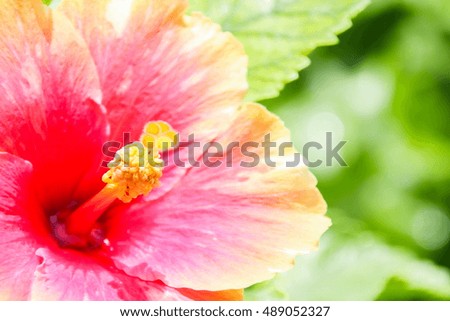 Orange Hibiscus Rosa-sinensis
