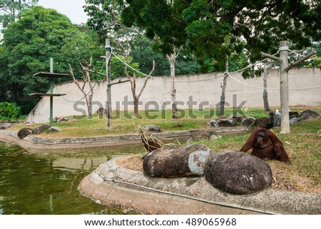 An mother and a baby orang utan or (pongo pygmaeus) in captivity in a rehabilitation center Picture taken with a soft and selective focus.