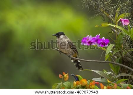 Sooty-headed bulbul in the nature.