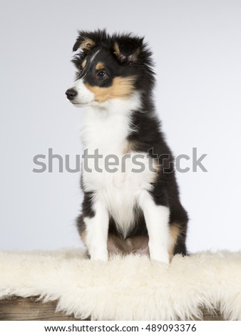 Shetland sheepdog puppy portrait. The dog is 12 weeks old. Image taken in a studio.