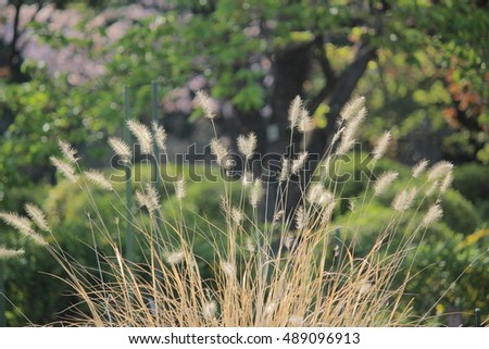 Close up grass flowers green background and soft focus. Pictures are seasons in Kyoto Japan