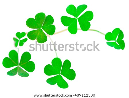 St. Patrick's Day symbol. Shamrock clover green heart-shaped leaves isolated on white background in 1:1 macro lens shot