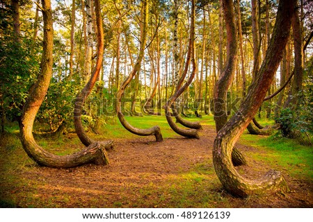 The famous Gryfino mysteriously curved pine trees Royalty-Free Stock Photo #489126139