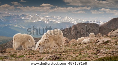 Mountain Goats grazing on a high plateau Royalty-Free Stock Photo #489139168