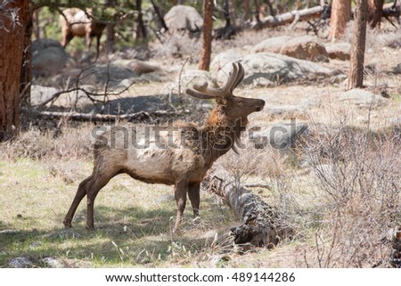Bull elk in Rocky Mountain National Park in spring