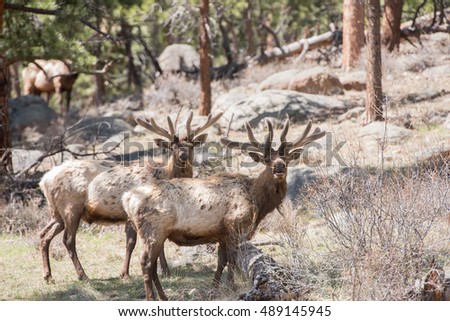 Bull elk in Rocky Mountain National Park in spring
