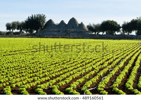 Agricultural fields mediterranean.