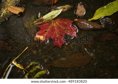 red autumn leaf in a puddle close up