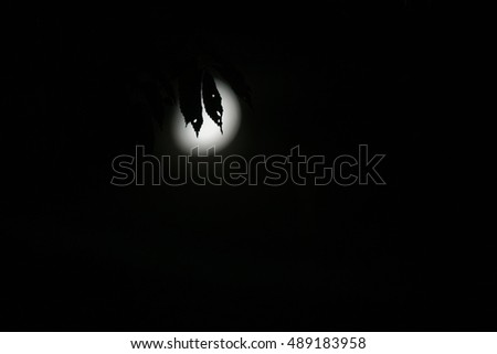 tree branches in moon light in night