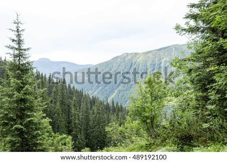Misty morning mountain view with peaks in mist and forest trees in Slovakia