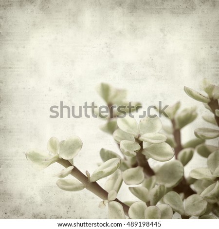 textured old paper background with Portulacaria afra succulent plant 