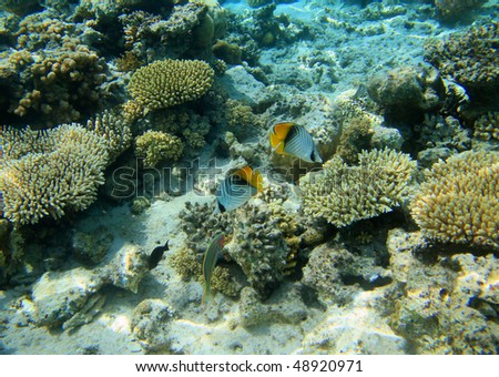 Red sea coral reef and butterflyfishes
