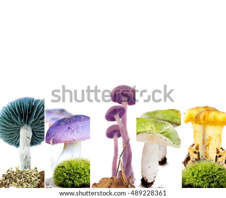 Photo of boletus, russula, chanterelle and fly agaric abstract mix stripes; mushroom concept; rainbow colors; white space for text