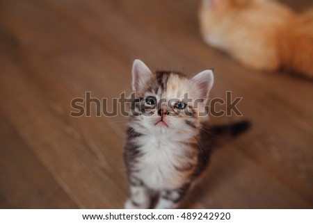 Photo taken from the top. Little cat is sitting and looking up.  Wooden floor background