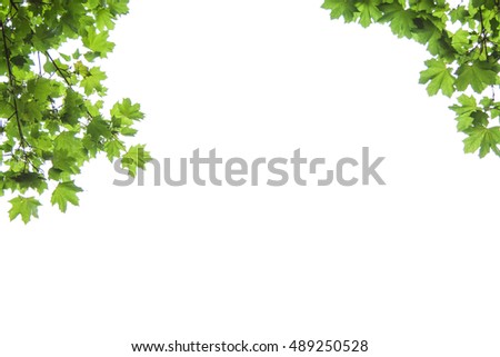 maple leaves on a white background, Acer platanoides