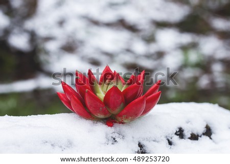 red flower on the snow 