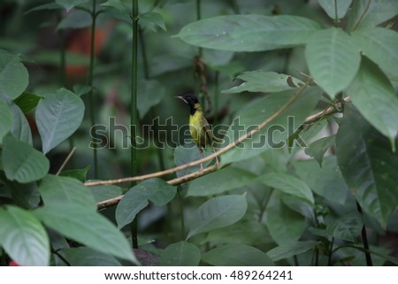 Yellow-breasted tailorbird (Orthotomus samarensis) in Rajah Sikatuna National Park, Bohol, Philippines