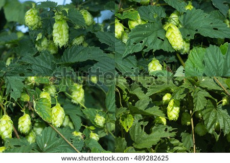 Four pictures of hops in hop yard.
