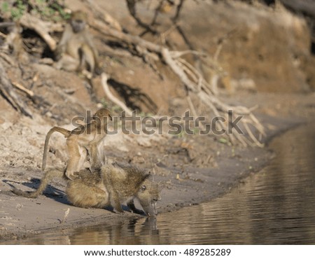 Chacma Baboons in Botswana Africa