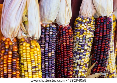 Colorful Ears of Corn Royalty-Free Stock Photo #489294058