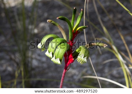 West Australian wildflower Red  and green Kangaroo Paw anigozanthus manglesii  in  Crooked Brook national park , Dardanup, Western Australia in early spring is an iconic wildflower and State emblem.