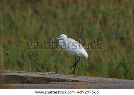 Little egret or white heron left foot forward Latin name egretta garzetta clearly showing yellow feet wading in the Po Delta national park in Comacchio Italy by Ruth Swan