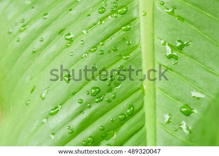 closeup leaf