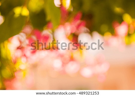 Nature circle bokeh under pink flower tree