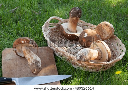 Basket with fresh porcini mushrooms on green grass of lawn.