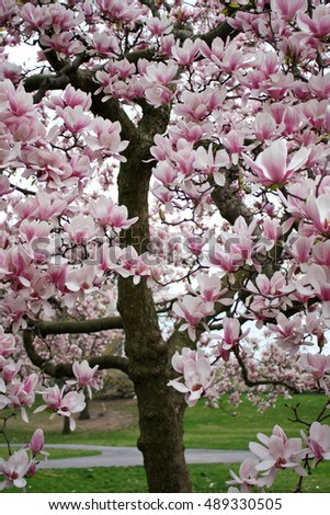 Pink Magnolia tree in Central Park