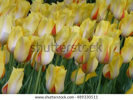 Yellow Tulips in Central park