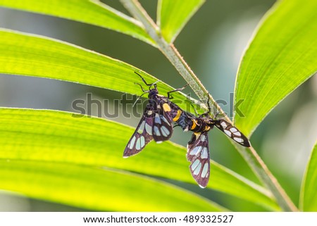 Tiger Grass Borer Moth mating