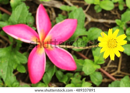 Yellow,White,and Pink flower on green grass background,freshness in park of rainy season concept  