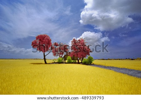 Beautiful outdoor nature view in infrared. Soft focus due to infrared effect. Composition of nature.